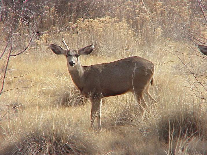 Buck Deer