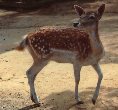 deer01.jpg