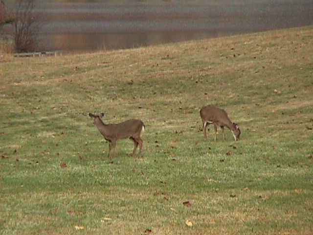 white tail deer