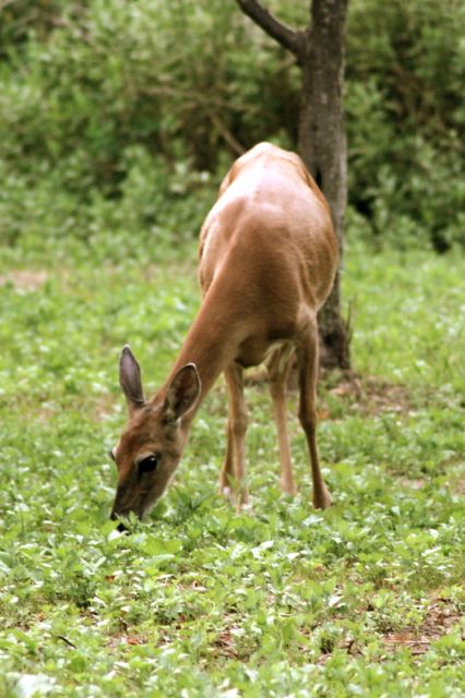 Fawn