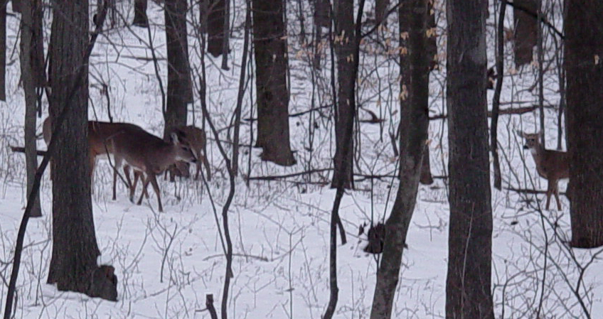 Deer at the Dubble's House