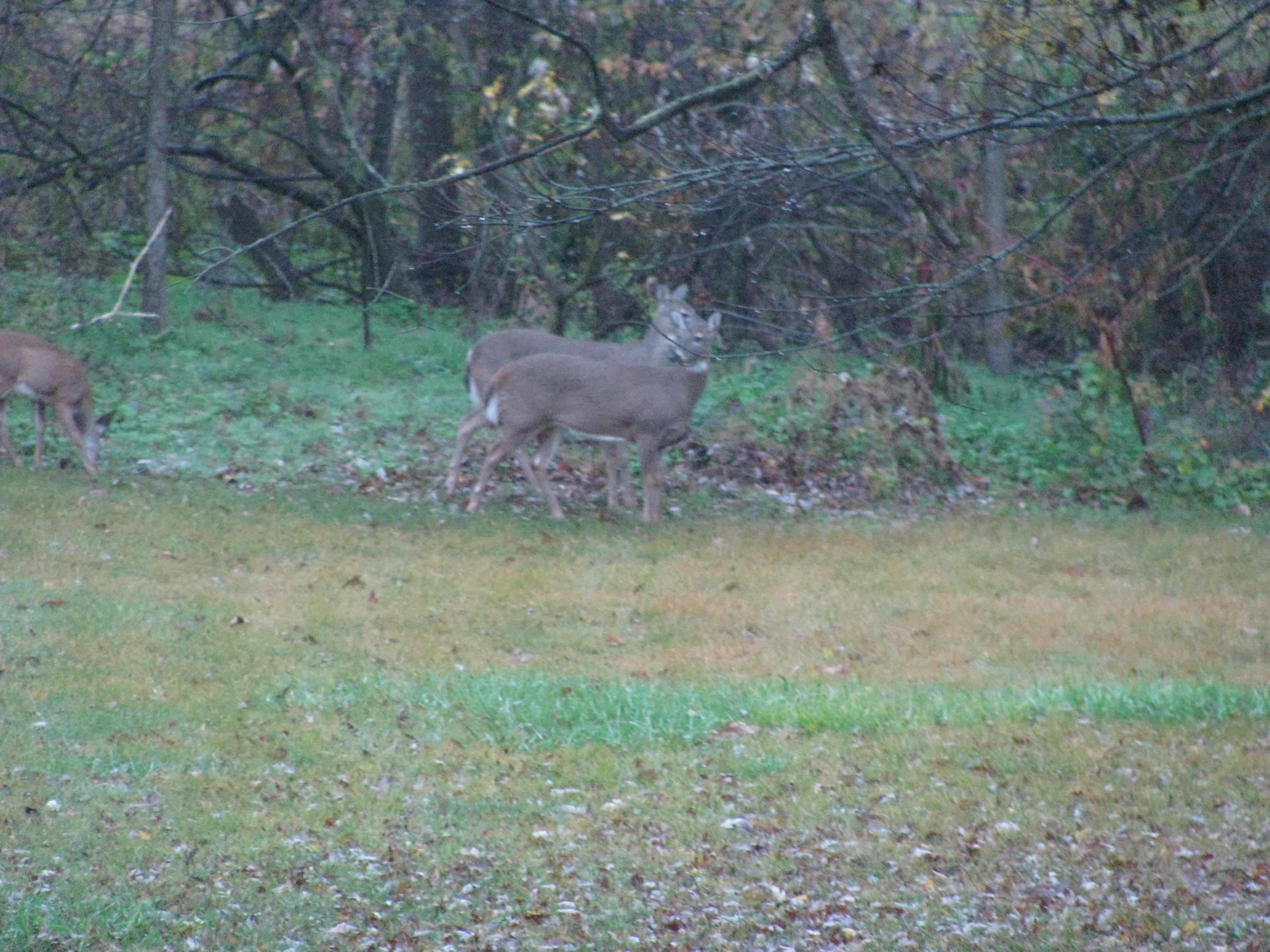 Whitetail Deer