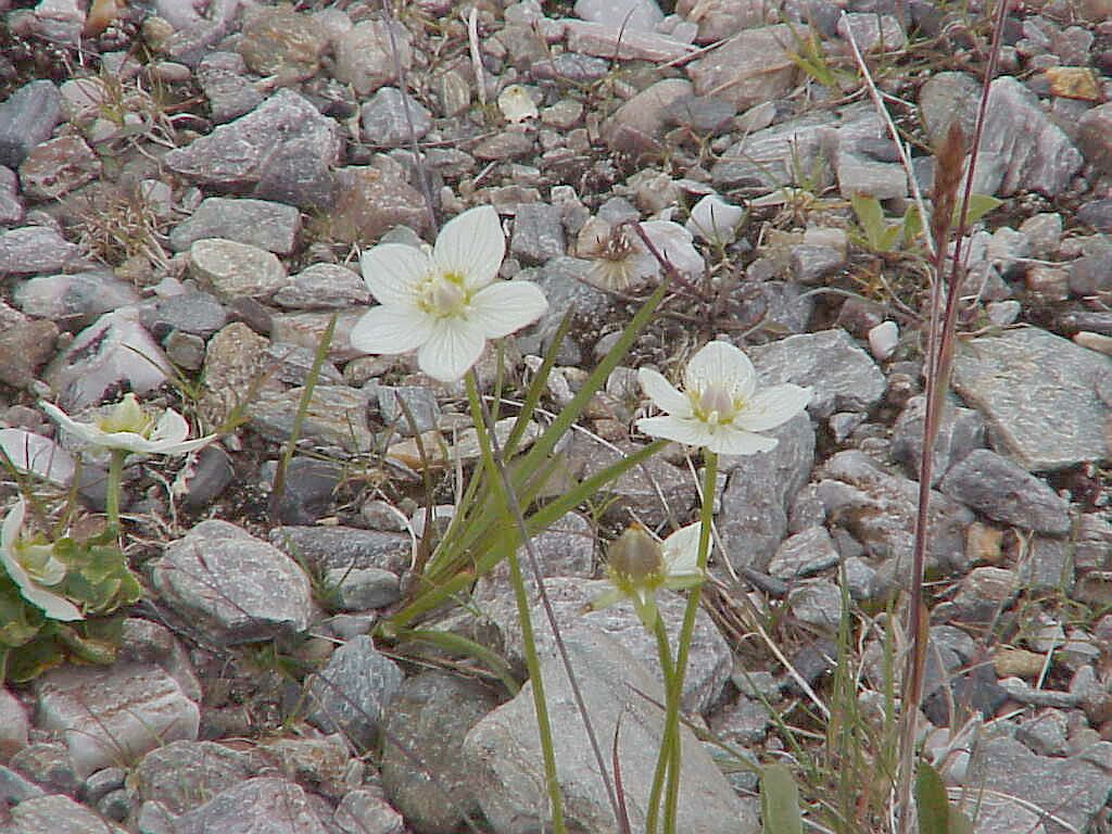 denali-avens.jpg