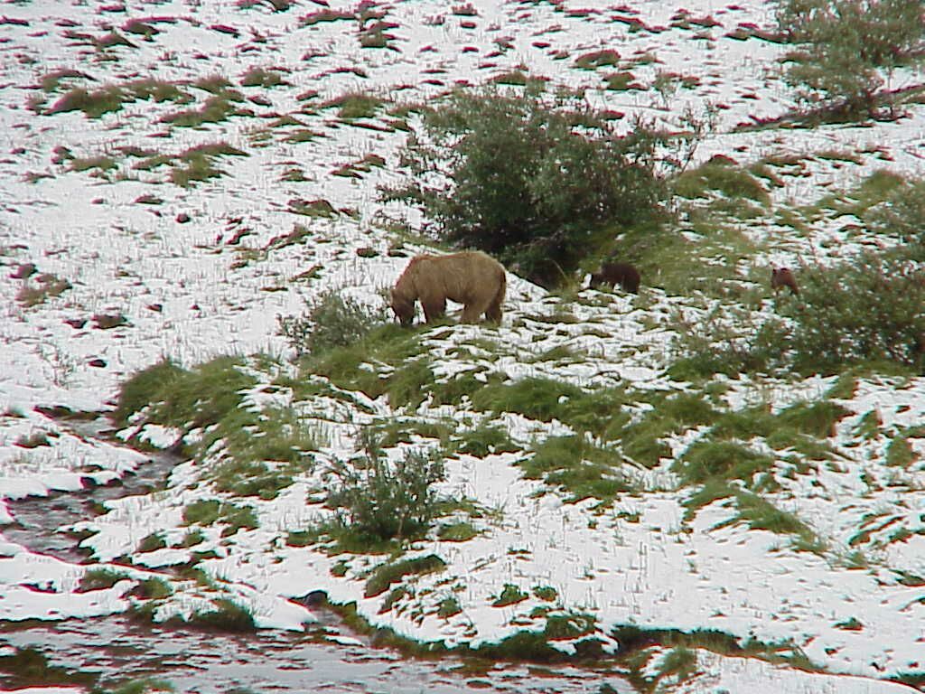 Grizzly and cubs in snow