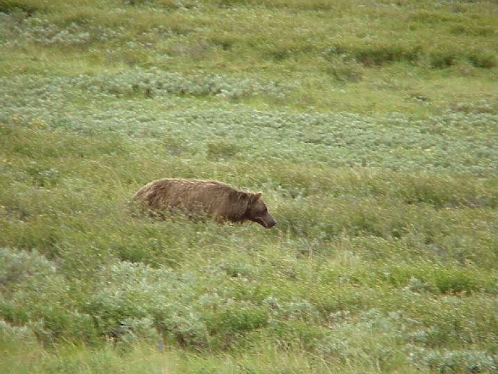 Male Grizzly