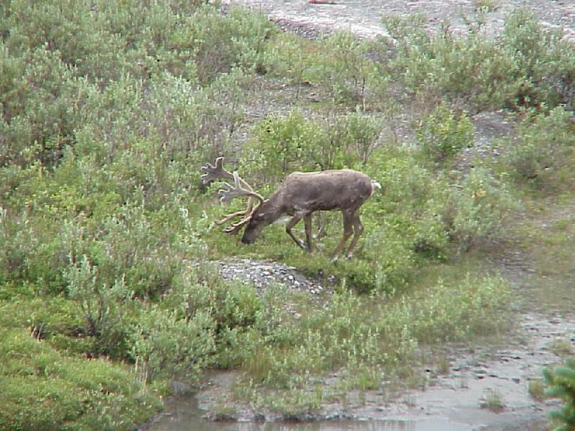 Male Caribou