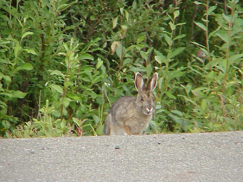 Snowshoe Hare