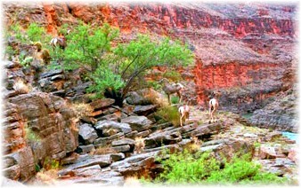 Desert Bighorn sheep in Havasu Canyon