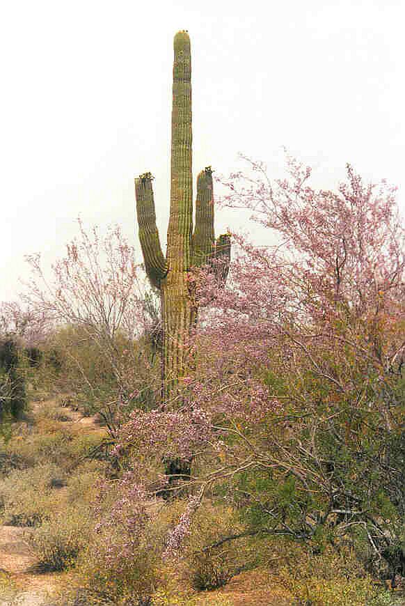 Desert Life - saguaro and smoketree