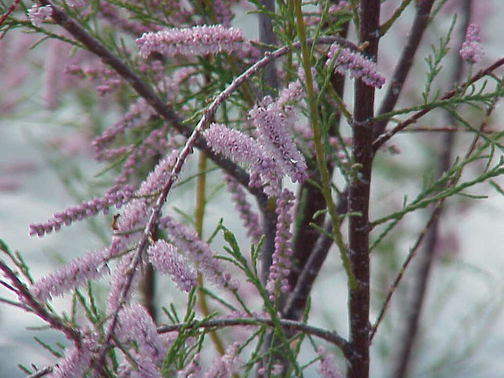 Tamarisk Flower