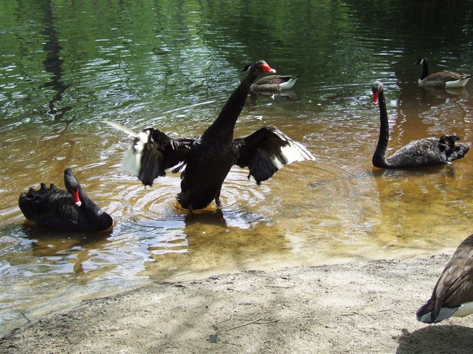 Black Swans at Swan Lake