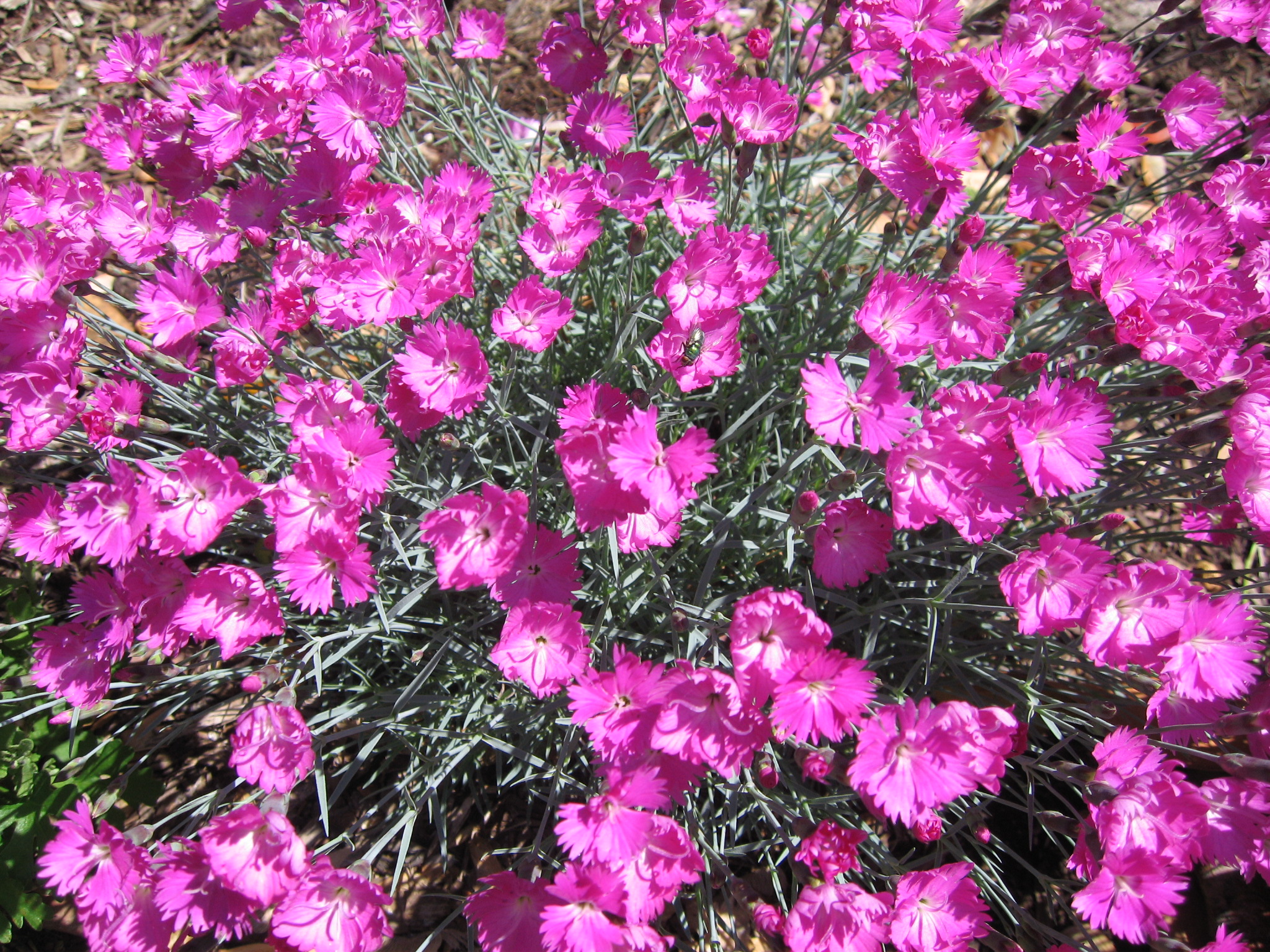 dianthus