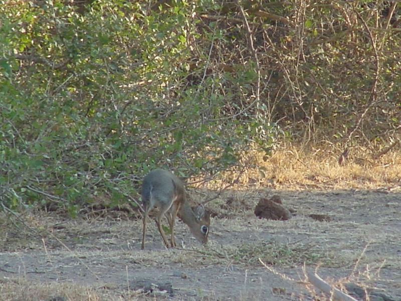 DikDik