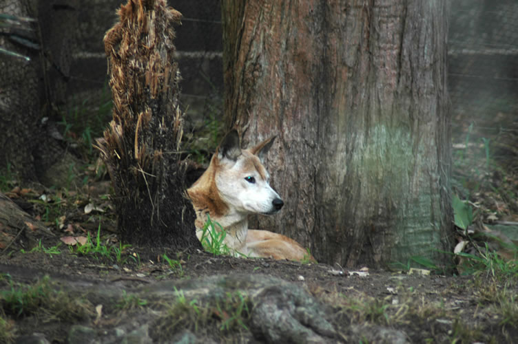 Dingo
