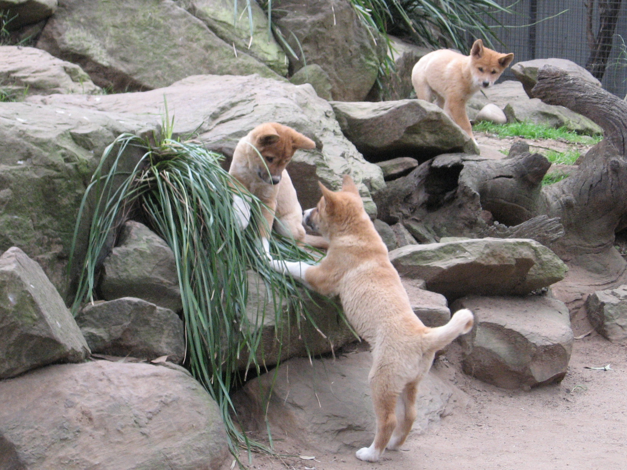 Dingo pups