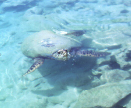 Turtle at Little Dix Bay in the Caribbean