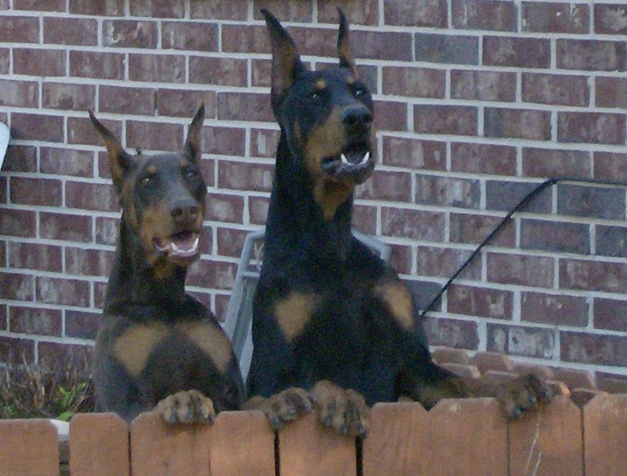 Doberman Friends