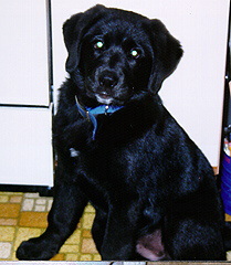 Gator is a lab/spaniel puppy.