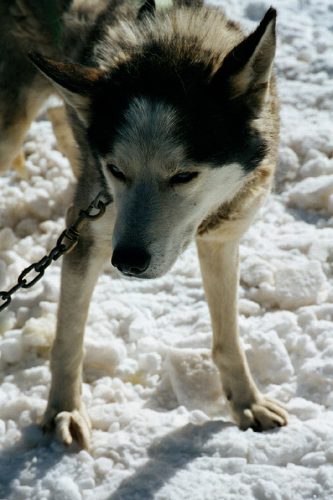 Sled dog