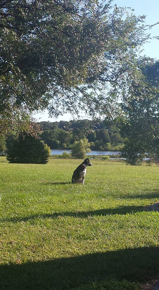 Dog Days of Summer