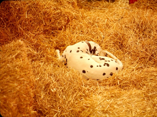 Sleeping Dalmation 3