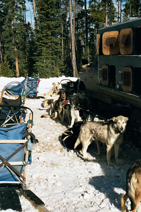 Sled dog truck