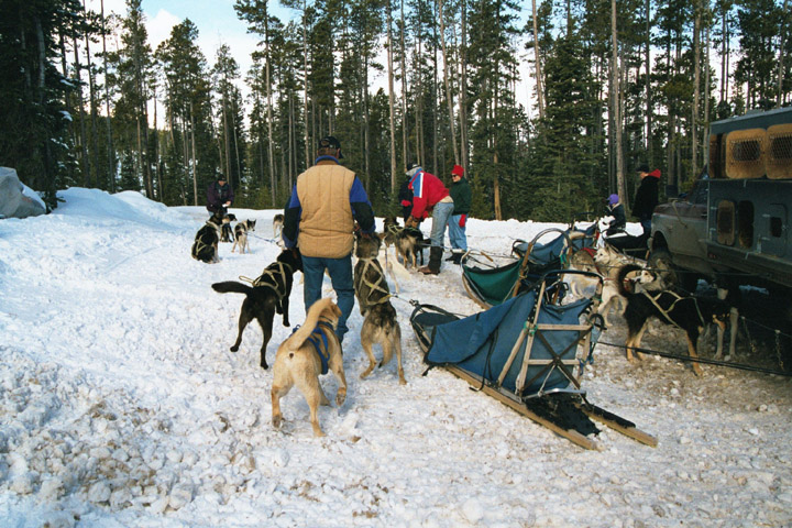 Getting dogs ready for sleds