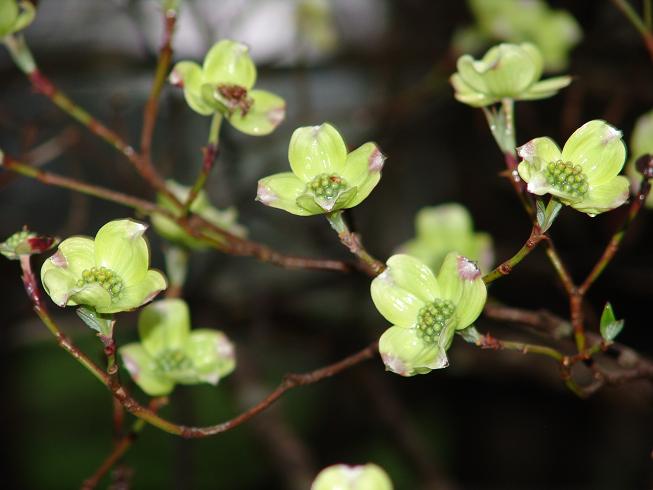dogwood2.jpg