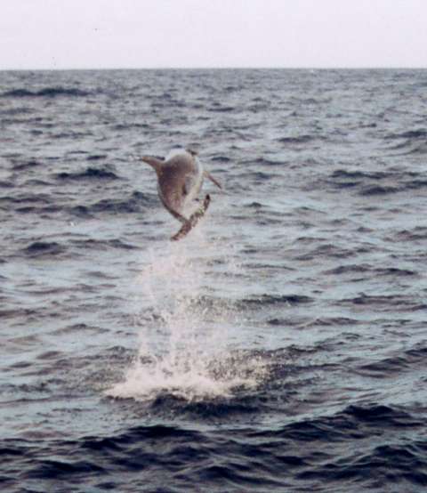 Dolphin jumping near bow of boat