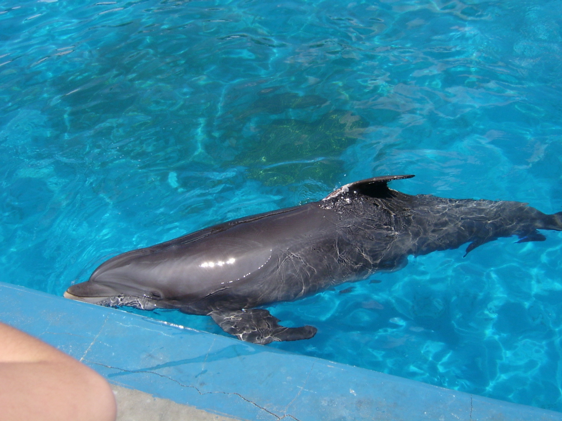 Dolphin at Sea World