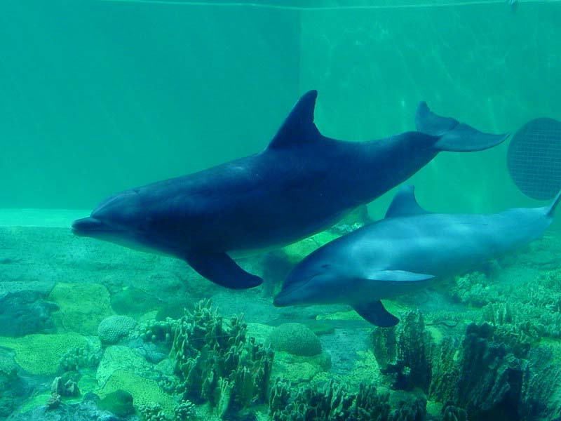 dolphinpair.jpg - Dolphin Pair