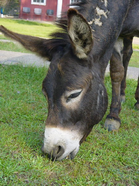 donkeys3.jpg