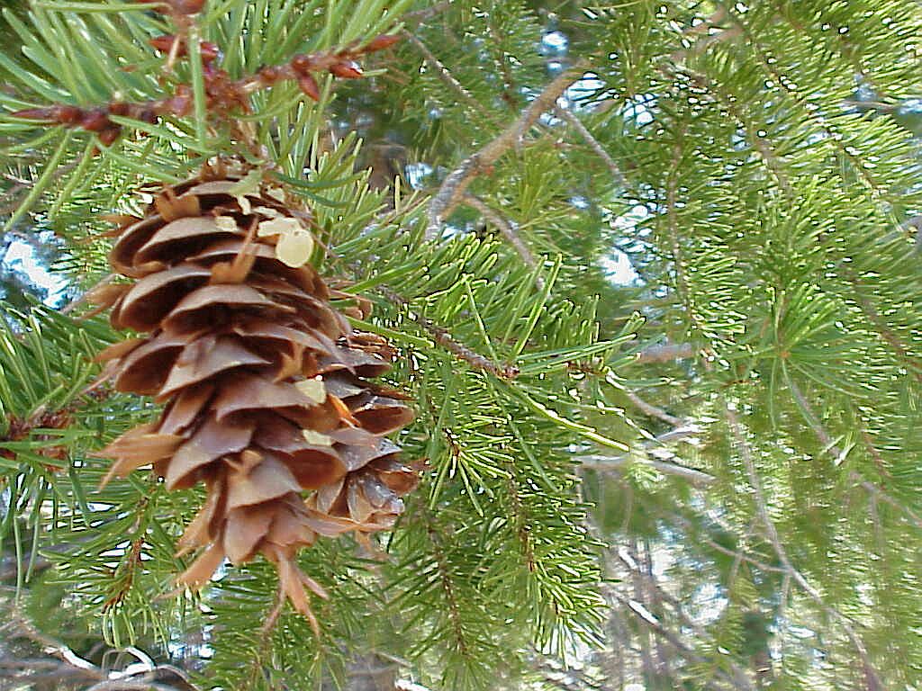 Douglas Fir Cone