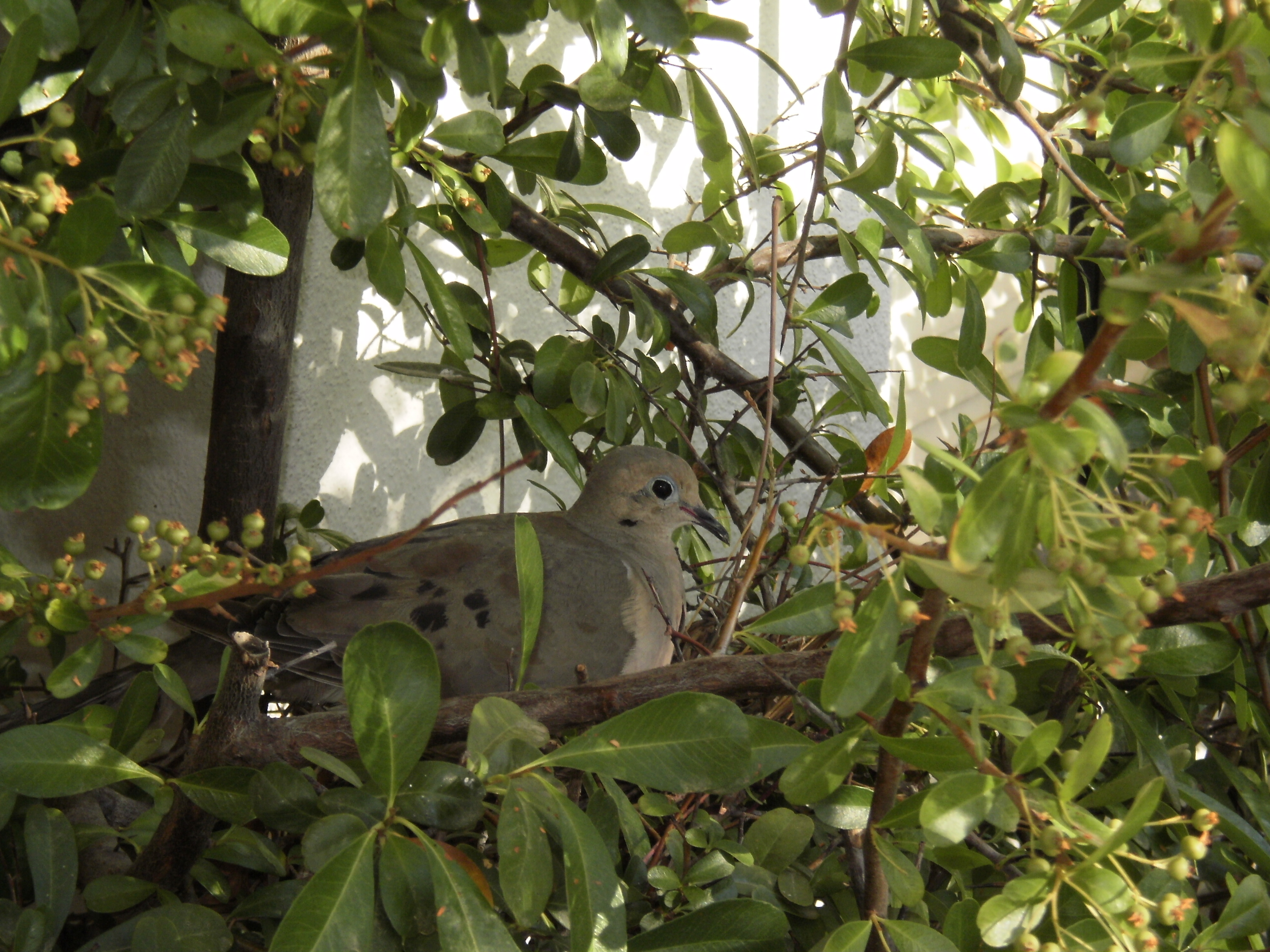 Dove in pyracantha