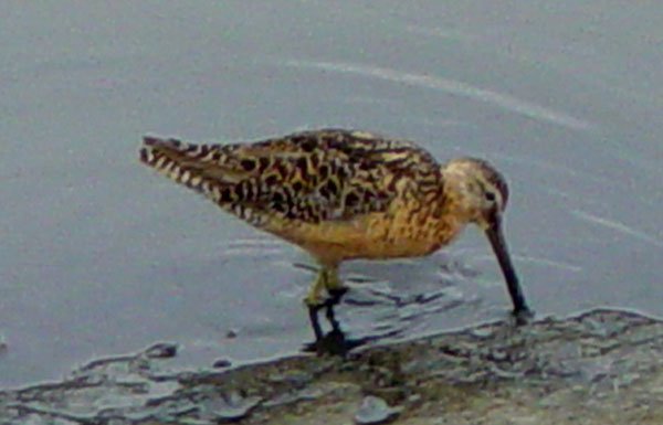 dowitcher2.jpg