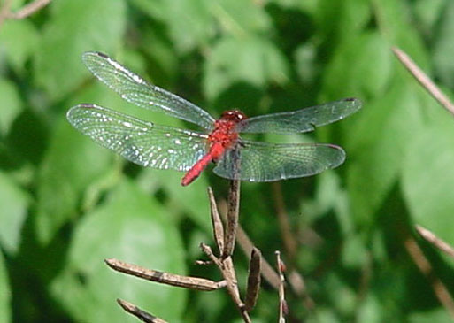 dragonfly02.jpg