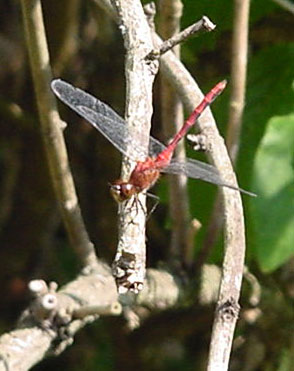 dragonfly03.jpg