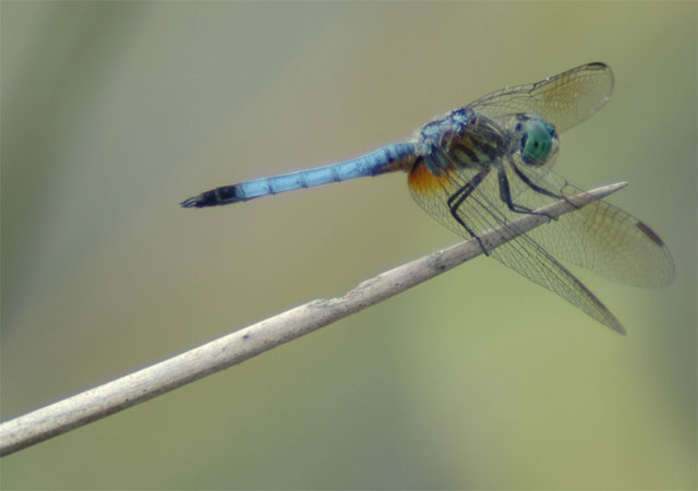 Dragonfly at rest