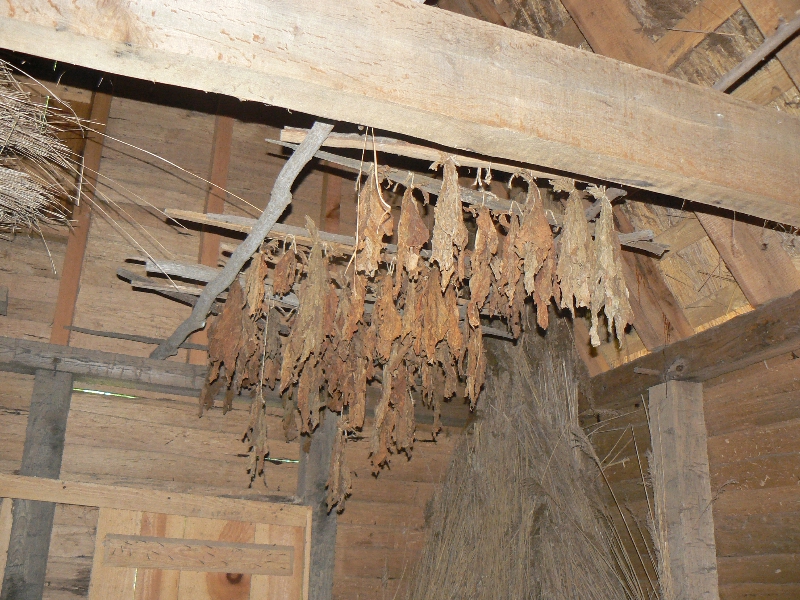 Drying tobacco