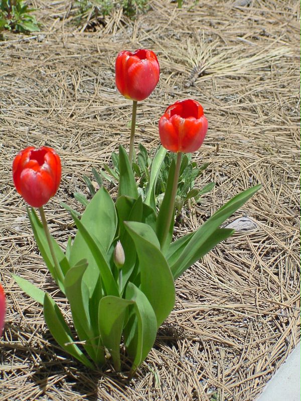 Tulip