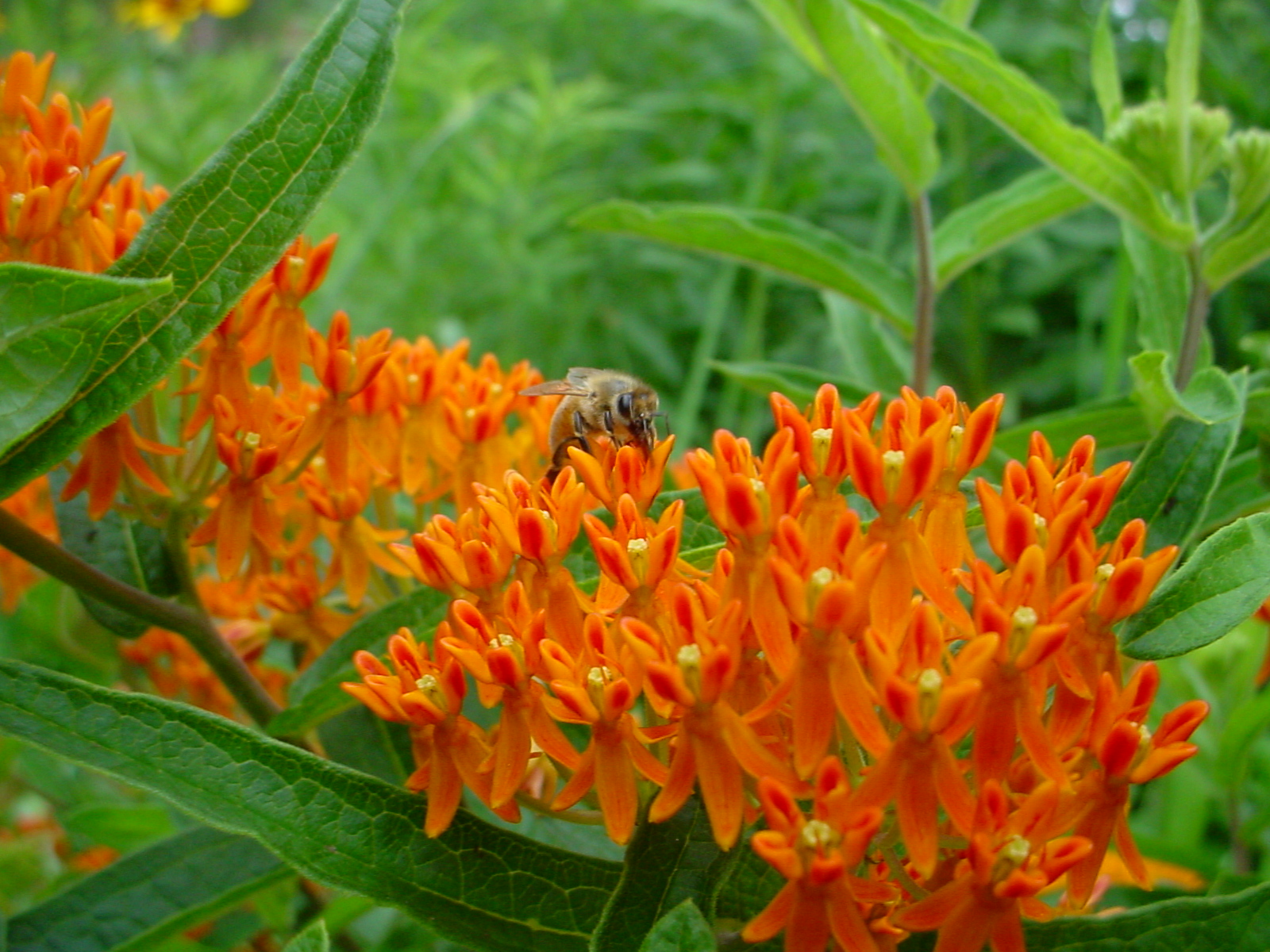 honey bee on butterfly weed flower