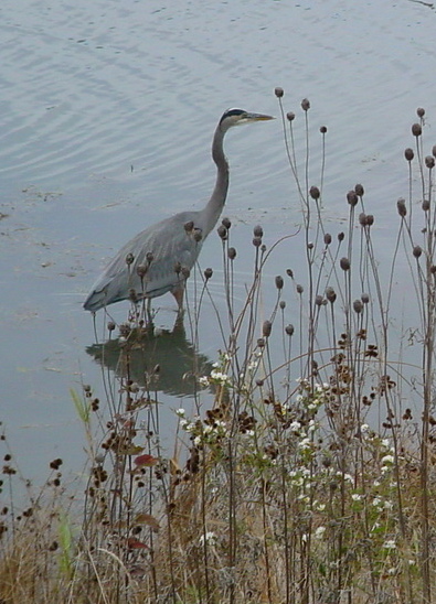 Egret in the water