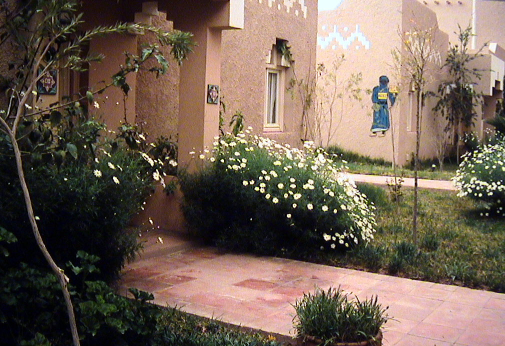 Berber Palace - daisies growing in bushes