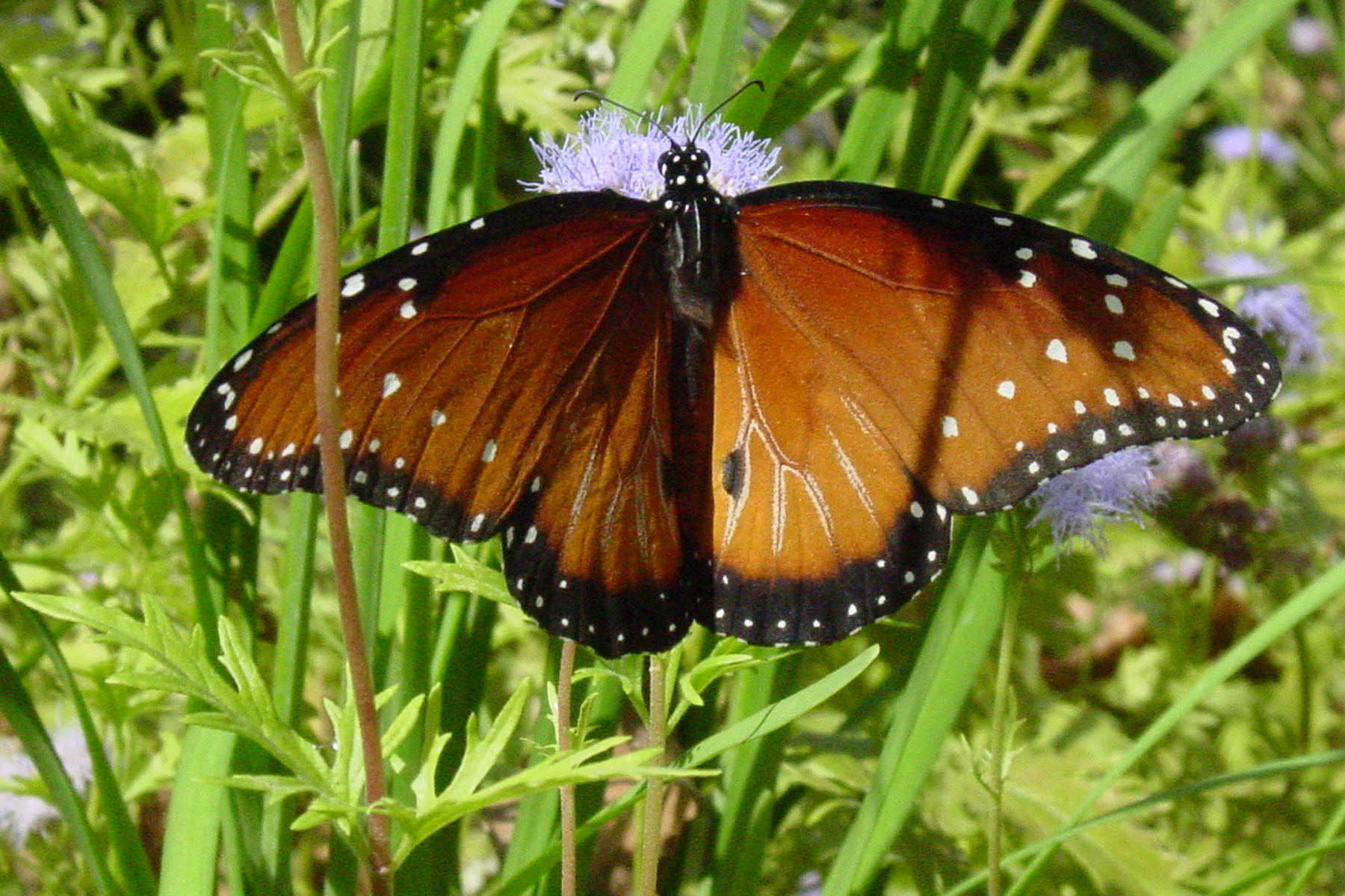 Queen butterfly