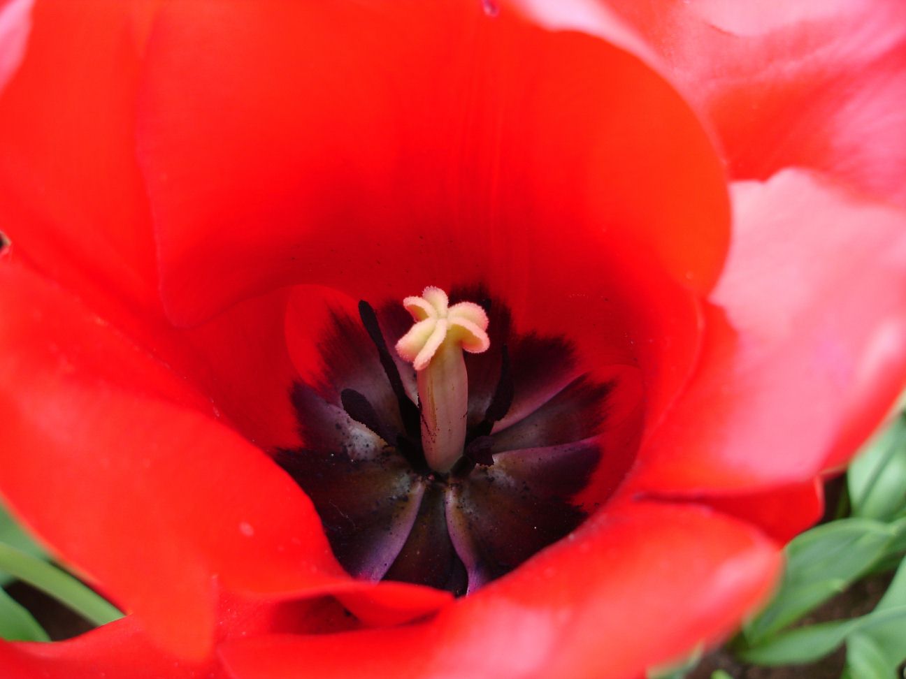 Close-up Tulip