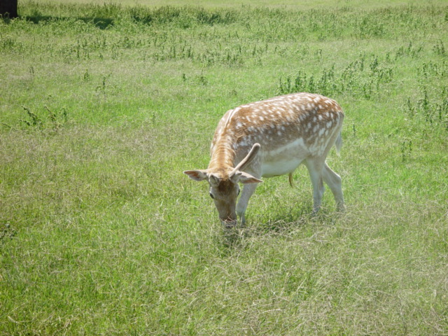 Deer in Grass