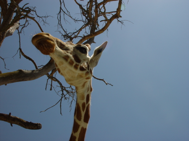 Giraffe from below