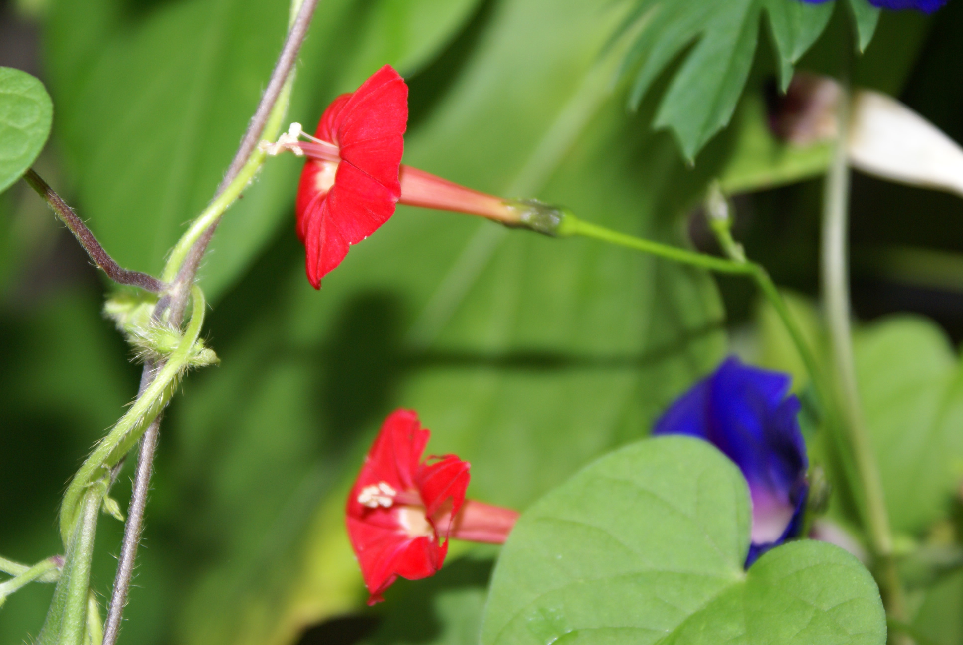 Morning Glories