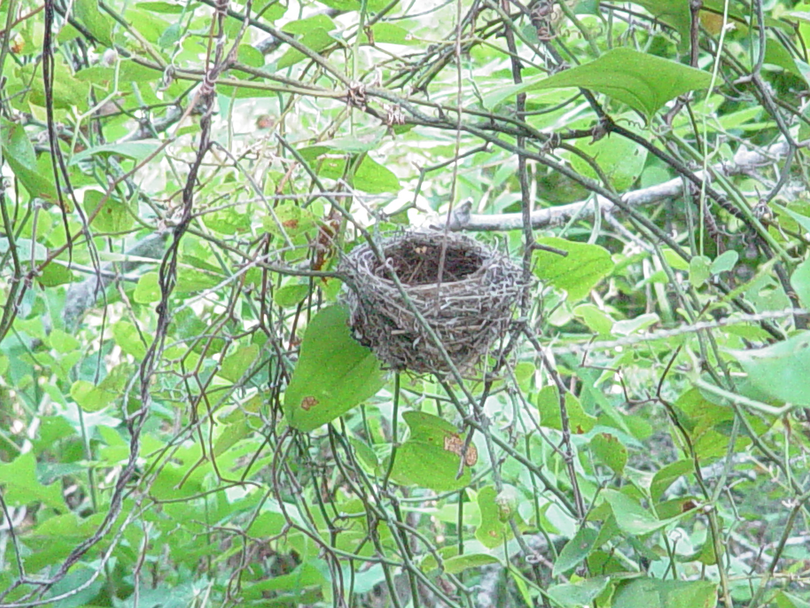 Empty Nest