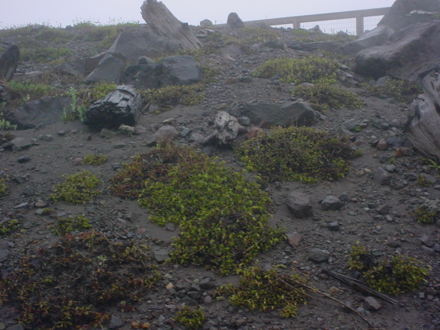 After Mt St. Helens eruption